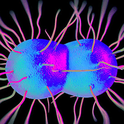Gonorrhea